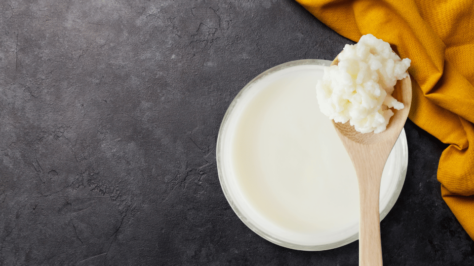 Comparativa de nódulos de kéfir de agua traslúcidos y nódulos de kéfir de leche blancos.